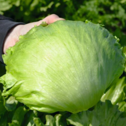 Sałata Cherice 5000 nasion Primed Pellets ST